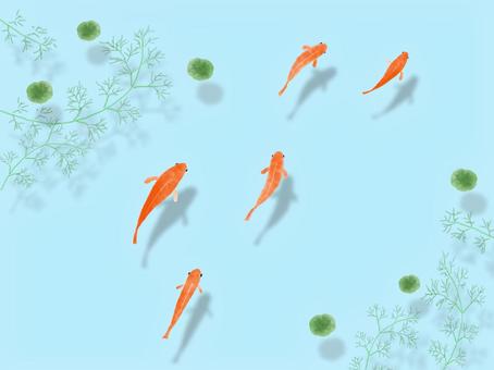 夏のイラスト1_金魚水彩風 夏のイラスト1_金魚水彩風 金魚,水草,水彩風のイラスト素材