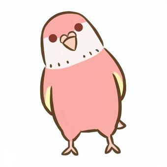 アキクサインコ5（ルビノー） アキクサインコ,インコ,鳥,ペット,デフォルメ,生き物,動物,かわいい,アイコンのイラスト素材