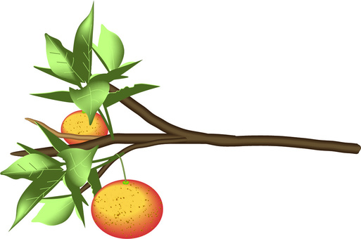 Mandarin tree branch fruit harvest farmer fruit, , JPG, PNG and AI