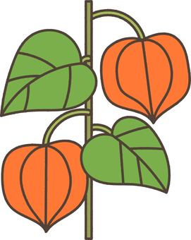 鬼灯のイラスト ほおずき,お盆,盆花,夏,植物,花,秋,お供え,初盆,盆飾りのイラスト素材