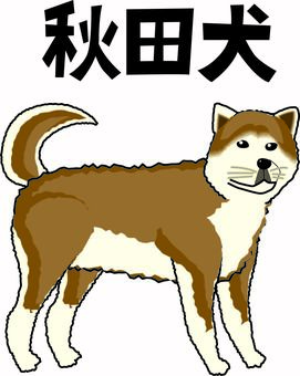 秋田犬　 秋田犬,犬,ペット,番犬,大型犬,横向き,振り向く,漢字,線画のイラスト素材