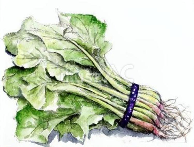 ほうれん草 ほうれん草,手描き,植物のイラスト素材