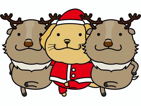 ゴールデンさん サンタ ラインダンス クリスマス,サンタクロース,ゴールデンレトリバー,トナカイ,ラインダンス,キック,ダンス,ノリノリ,キャラクター,犬のイラスト素材