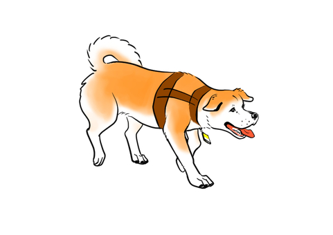 上野英三郎博士の愛犬 秋田犬のハチ 上野英三郎博士の愛犬 秋田犬のハチ 秋田犬,歩く,可愛い,かっこいい,右向き,犬のイラスト素材