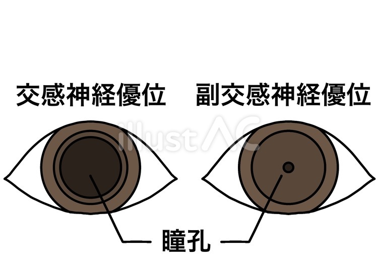 交感神経と副交感神経の瞳孔比較　カラー 交感神経,副交感神経,瞳孔のイラスト素材