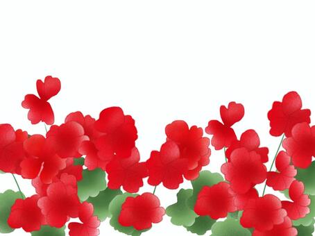 Geranium Red, JPG and PNG Geranium Red, geranium, april 3, flower, JPG and PNG