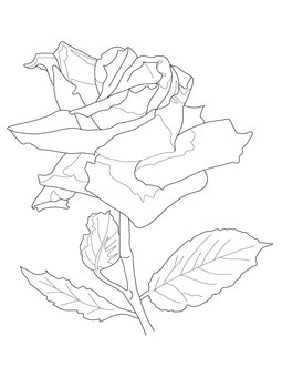 線画素材11＿バラ（塗り絵） 線画,塗り絵,薔薇,花,植物,手描き,ぬり絵,葉,山野草,色彩感覚のイラスト素材