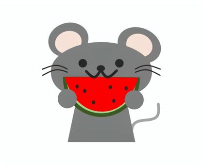 すいかを食べるねずみ すいか,食べる,ねずみ,動物,食べ物,アイコン,夏のイラスト素材