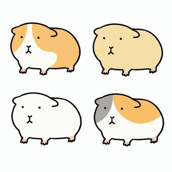 モルモット（通常） モルモット,ゆるい,可愛い,シンプル,動物,ペット,動物園,小動物のイラスト素材