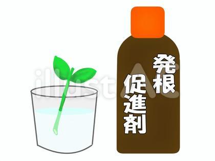 液体タイプの発根促進剤