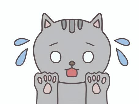 anxious cat icon, , JPG and PNG