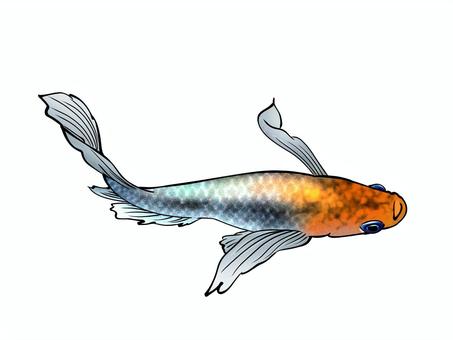 改良メダカ【藤煌】 メダカ,めだか,改良メダカ,藤煌,魚,淡水魚,手描き風のイラスト素材