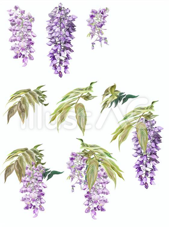 藤の花 花,藤,紫のイラスト素材