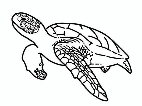 ウミガメ ウミガメ ウミガメ,海,爬虫類,甲羅,生き物,塗り絵,水族館のイラスト素材