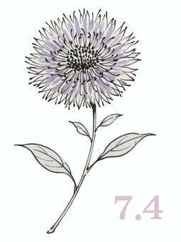 ストケシア 花,ストケシア,誕生花,シンプル,手描き,7月4日,彩色画,筆絵,デフォルメのイラスト素材