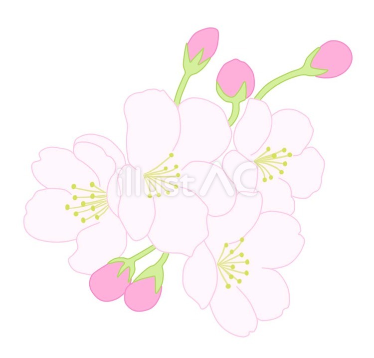 シンプルな桜のイラスト　開いた花と蕾　⑤ 桜,花,春のイラスト素材