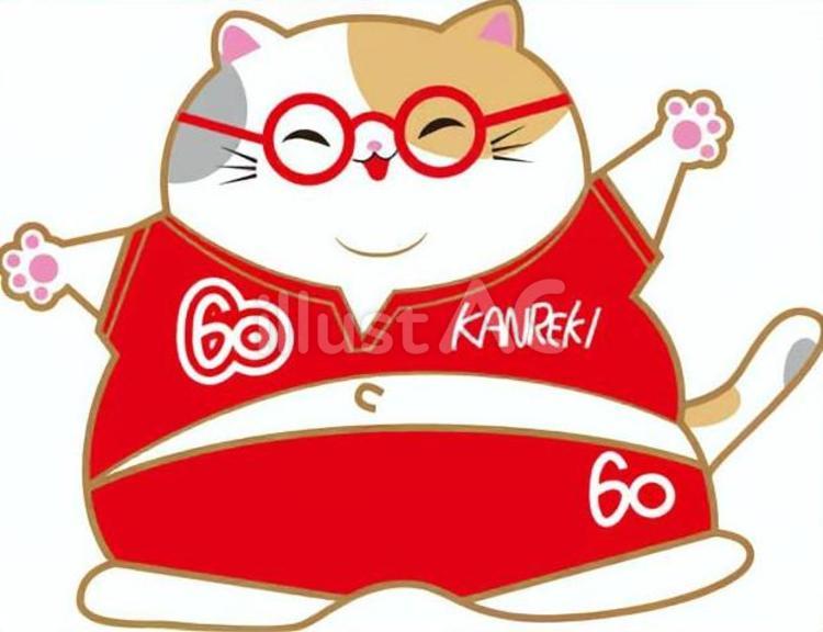 太った還暦の三毛猫 還暦,猫,太ったのイラスト素材
