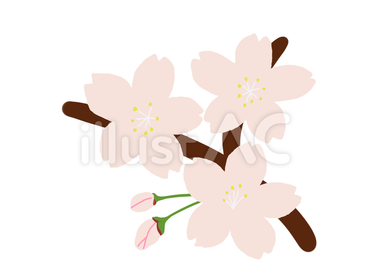 桜２ 桜,春のイラスト素材