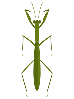 Illustration, tenodera aridifolia, louva-deus, inseto, 