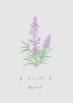 ラベンダー 花,ポストカード,夏,ハガキ,絵葉書,花言葉のイラスト素材