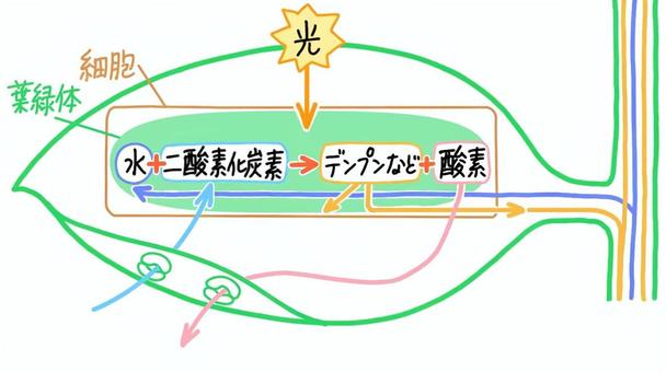 光合成 中学理科,理科,科学,光合成,植物のイラスト素材