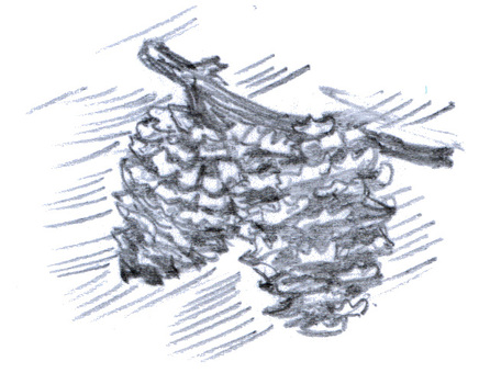 Pine cones, JPG Pine cones, , JPG