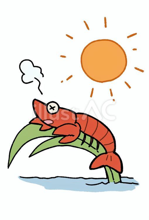 暑くて茹で上がるザリガニ ザリガニ,アメリカザリガニ,外来種のイラスト素材