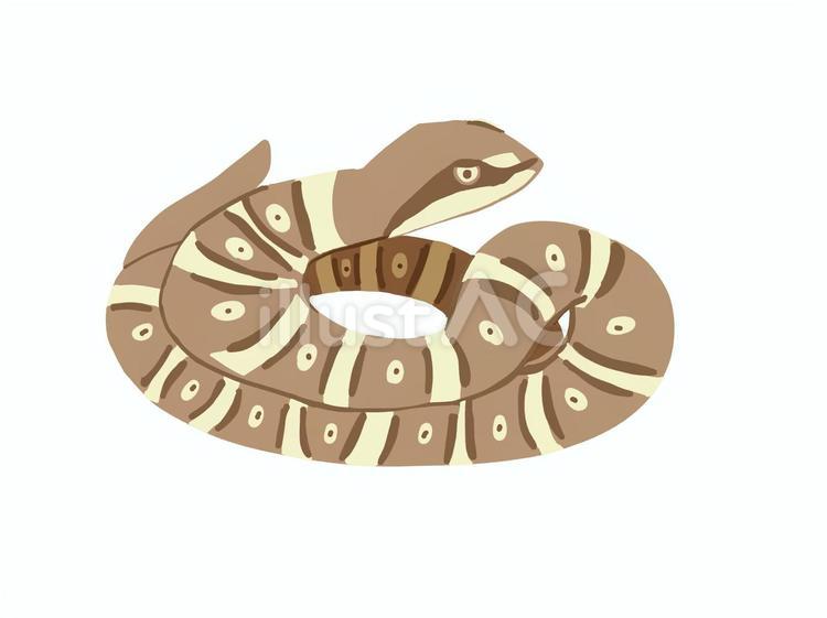 マムシ マムシ,毒蛇,毒のイラスト素材