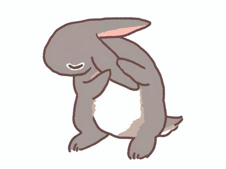 耳の毛づくろいするうさぎ(ティモテ) 耳の毛づくろいするうさぎ(ティモテ) うさぎ,動物,小動物,毛づくろい,耳,リラックス,清潔のイラスト素材