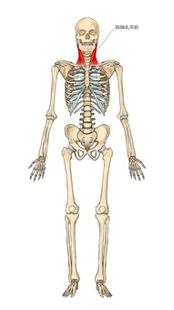 骨格と胸鎖乳突筋 胸鎖乳突筋,筋,筋肉,ガイコツ,解剖,骨,モデル,骨格,解剖学,スケルトンのイラスト素材