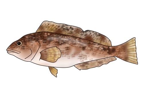 アイナメ アイナメ,アブラメ,魚,根魚,海水魚,釣魚,海,釣り,漁業,生き物のイラスト素材