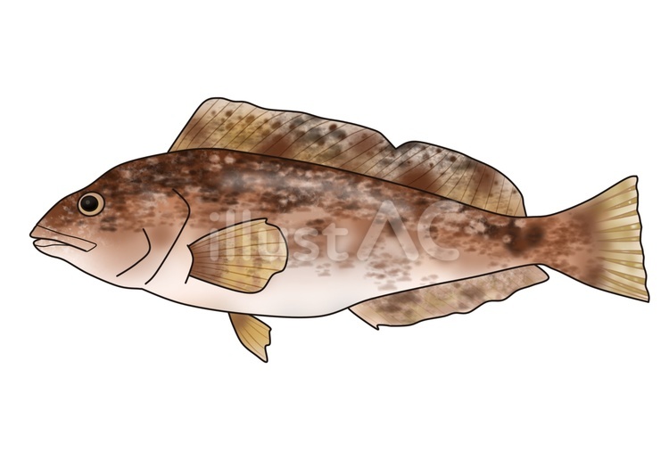 アイナメ アイナメ,アブラメ,魚のイラスト素材