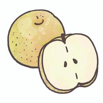 梨のイラスト 果実,梨,なし,果物,フルーツ,秋の果物,秋の味覚,和梨,二十世紀梨,断面のイラスト素材