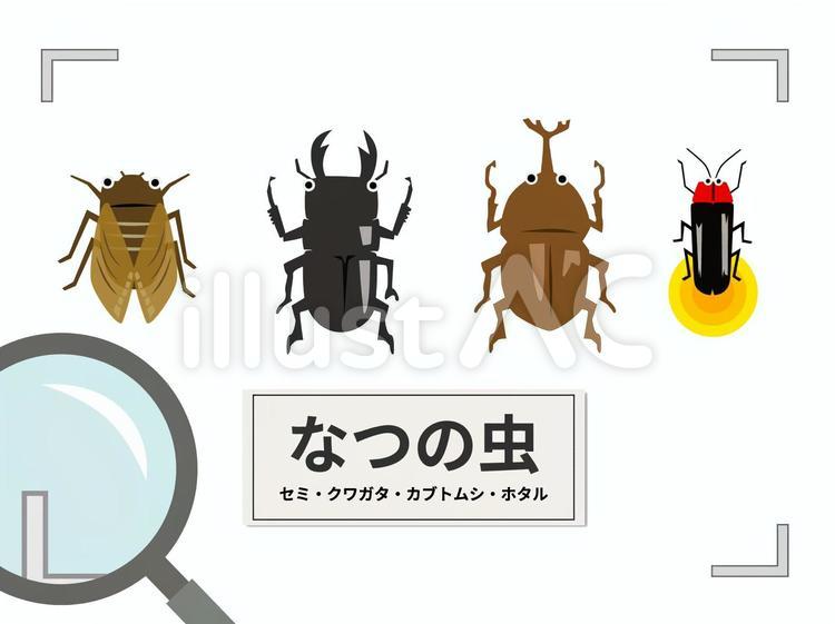 夏の虫　標本 昆虫,虫,昆虫採集のイラスト素材