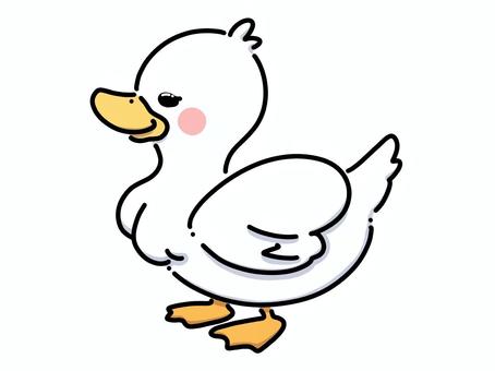 コールダック コールダック アヒル,鳥,可愛い,シンプル,デフォルメのイラスト素材