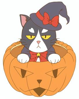 Witch cat who entered pumpkin, witch, halloween, pumpkin, JPG and PNG