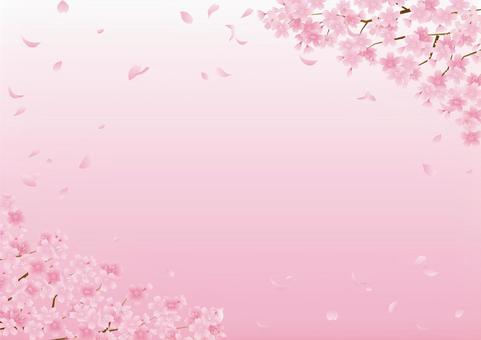 pink cherry blossom background material, spring, cherry blossoms, pink color, JPG