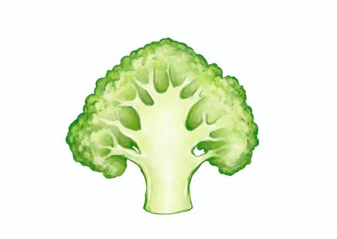 Illustration, broccoli, vegetables, foodstuff, JPG and PNG