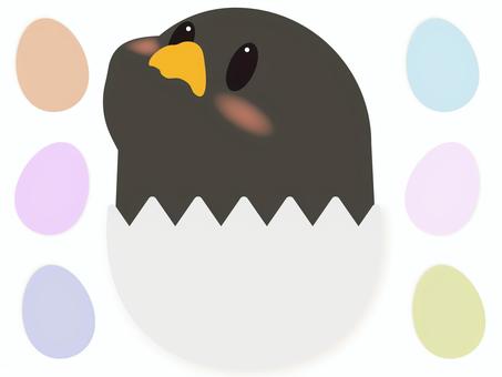 卵に隠れる黒ひよこ ひよこ,黒,卵,たまご,殻,キャラクター,かわいい,動物,鳥,ペンギンのイラスト素材