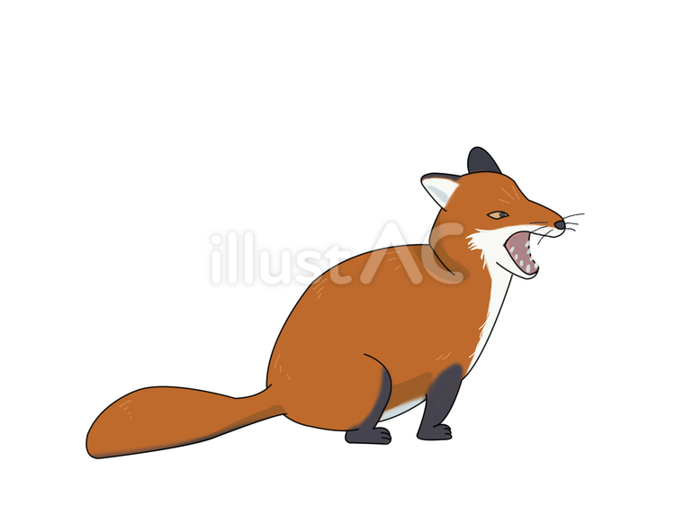 キタキツネ（威嚇） キツネ,キタキツネ,動物のイラスト素材