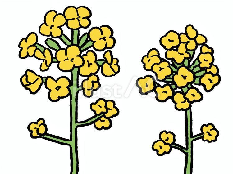 手書き風の菜の花のイラスト 菜の花,花,植物のイラスト素材