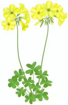 オオキバナカタバミ／4 オオキバナカタバミ,大黄花酢漿草,キイロハナカタバミ,黄色,春,花,葉,外来種,帰化,野草のイラスト素材
