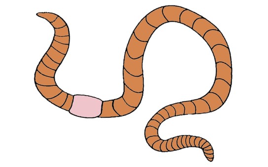 Earthworm, JPG and PNG Earthworm, earthworm, insect, fishing, JPG and PNG
