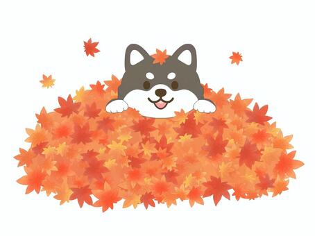 もみじの葉っぱで遊ぶ黒柴 もみじ,紅葉,黒柴,柴犬,落ち葉,木の葉,葉っぱ,秋,遊ぶ,埋もれるのイラスト素材