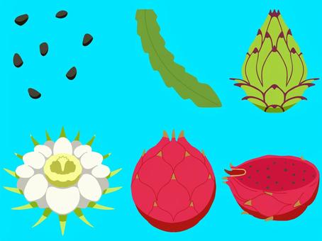 ドラゴンフルーツ　枠無し ドラゴンフルーツ,秋,植物,果物,食べ物,種,葉,蕾,花,実のイラスト素材