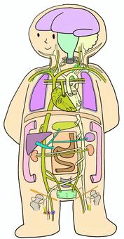 全身の循環② 循環,動脈,静脈,内臓,血液,血流のイラスト素材