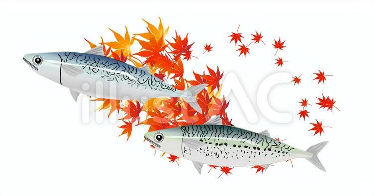 鯖ともみじ 鯖,秋鯖,鯖料理のイラスト素材