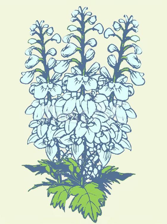 誕生花(６月１２日) 花,デルフィニウム,誕生花のイラスト素材