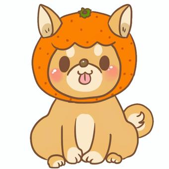 ミカンの被り物をした柴犬 白背景,デフォルメ,かわいい,柴犬,犬,ペット,動物,みかん,被り物,おすわりのイラスト素材