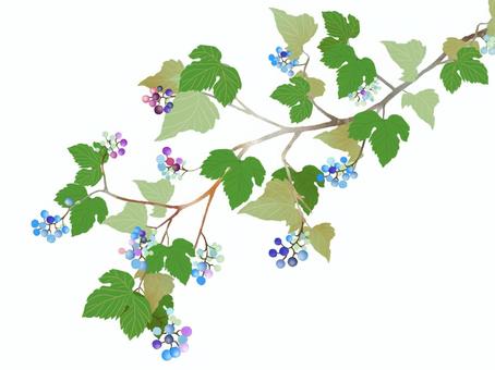 野ぶどうのイラスト 野葡萄,ノブドウ,野ぶどう,ニシキブドウ,葡萄,秋,植物,落葉低木,木,樹木のイラスト素材